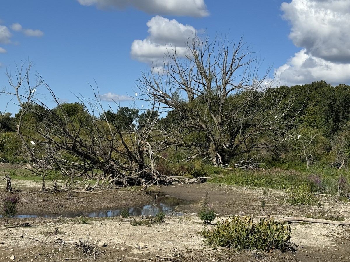 Great Egret - ML641558497