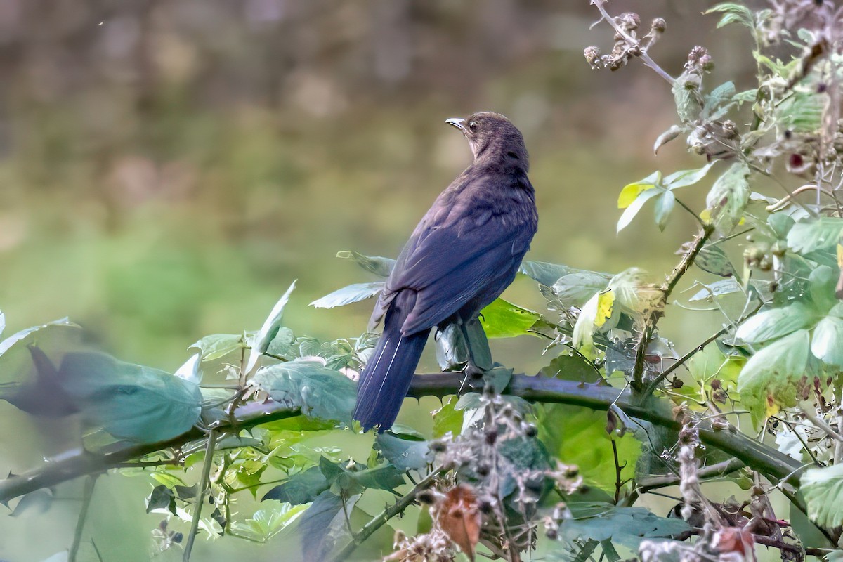 Eurasian Blackbird - ML641558499