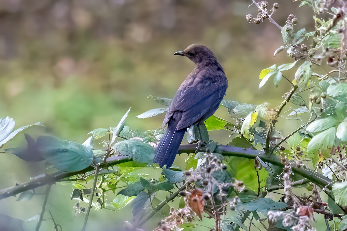 Eurasian Blackbird - ML641558501