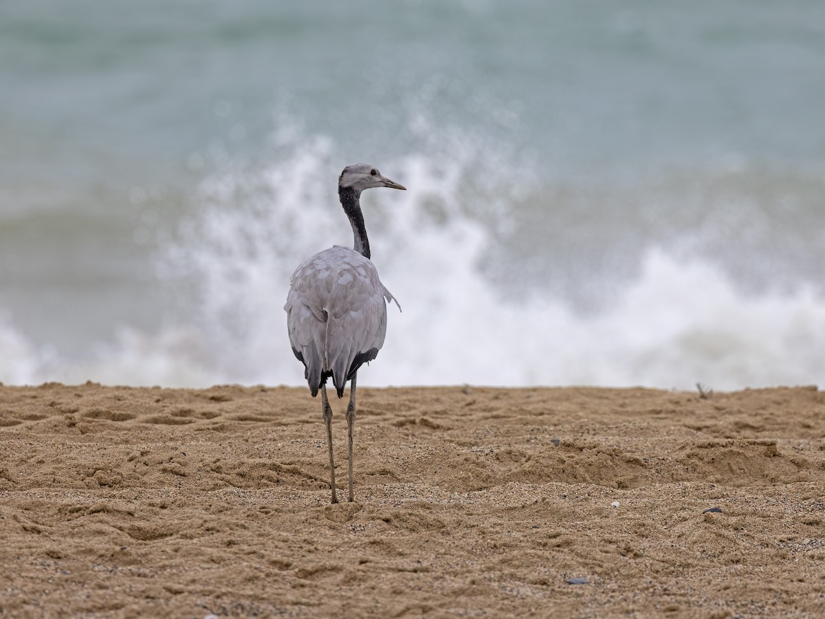 Demoiselle Crane - ML641558557