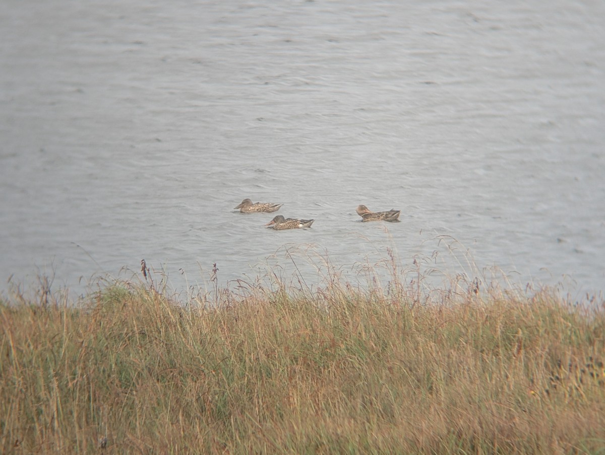 Mestolone - ML641558559