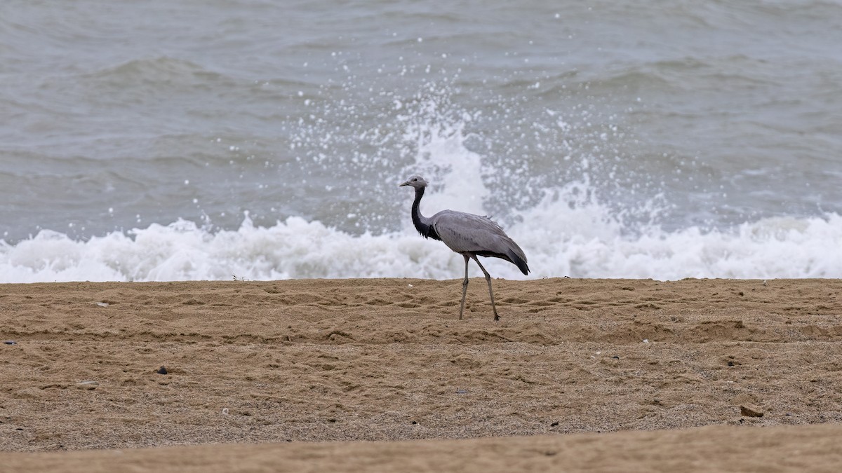 Demoiselle Crane - ML641558572