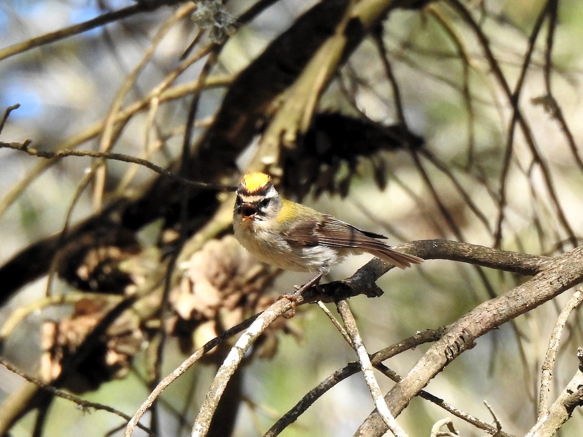 Common Firecrest - ML641558576
