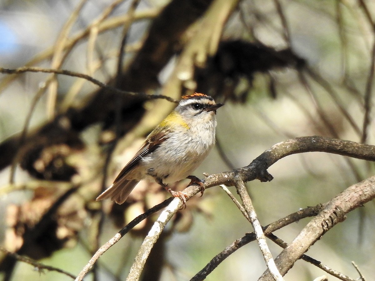 Common Firecrest - ML641558577