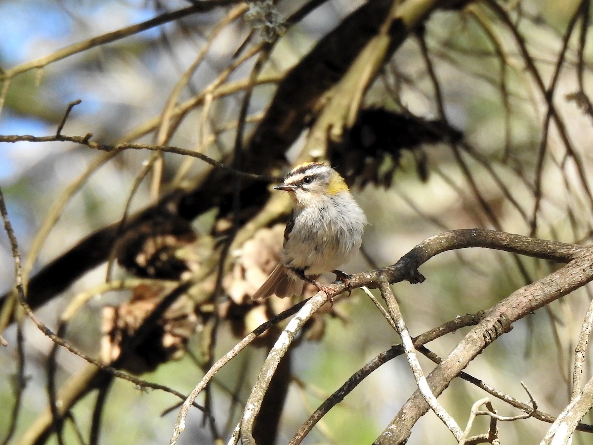 Common Firecrest - ML641558578