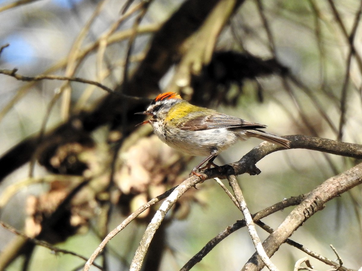Common Firecrest - ML641558579
