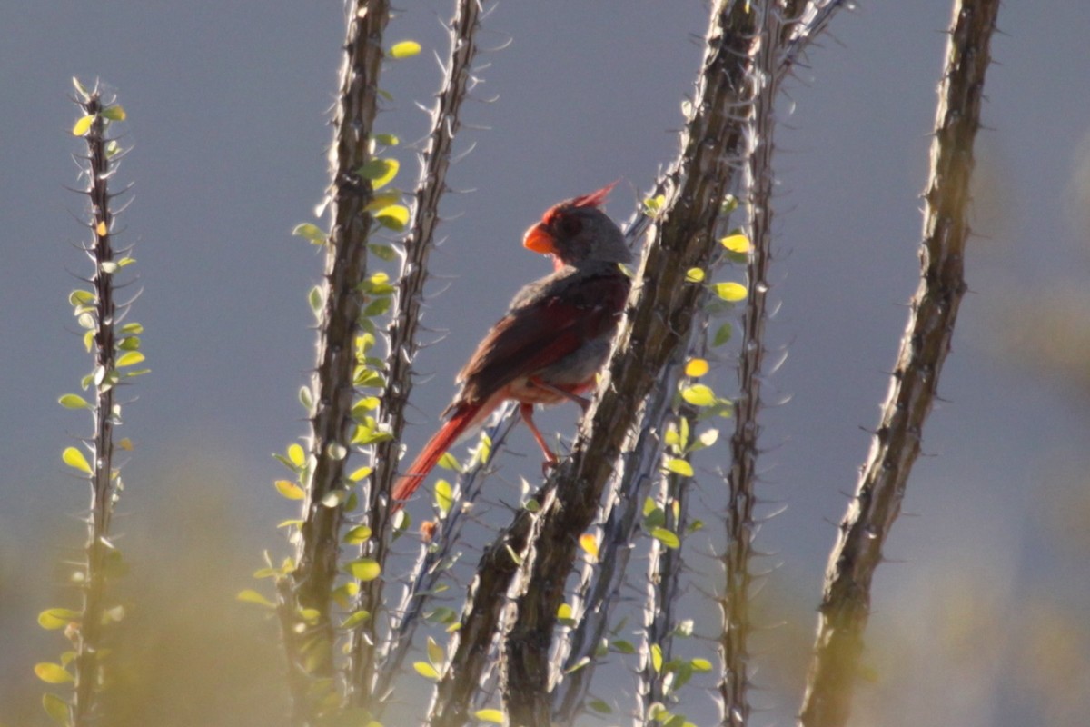 Pyrrhuloxia - ML641558620