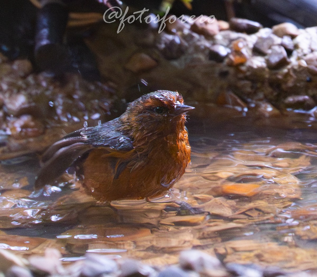 Rufous-browed Conebill - ML641558643