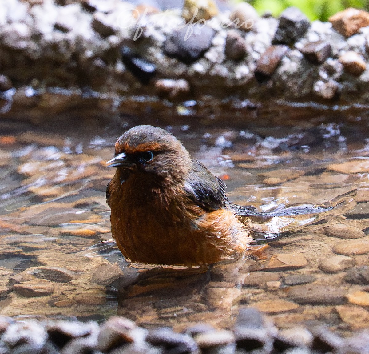 Rufous-browed Conebill - ML641558644