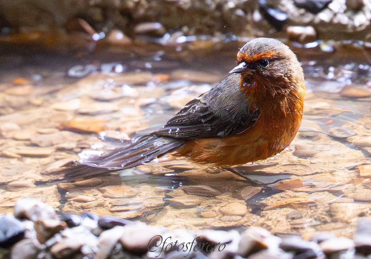 Rufous-browed Conebill - ML641558647