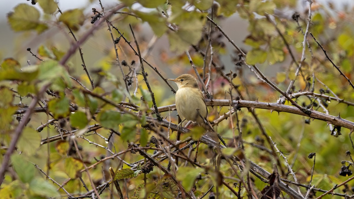 Marsh Warbler - ML641558668