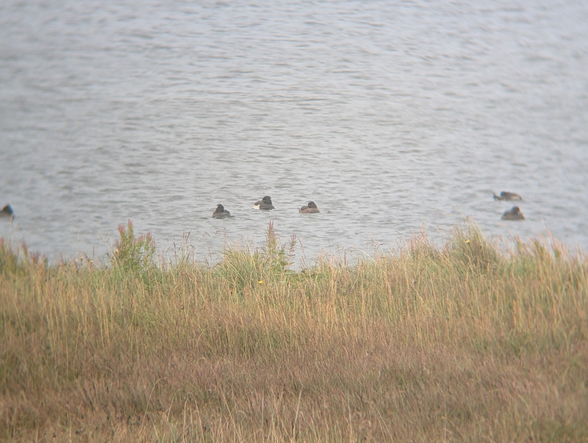 Moretta - ML641558675