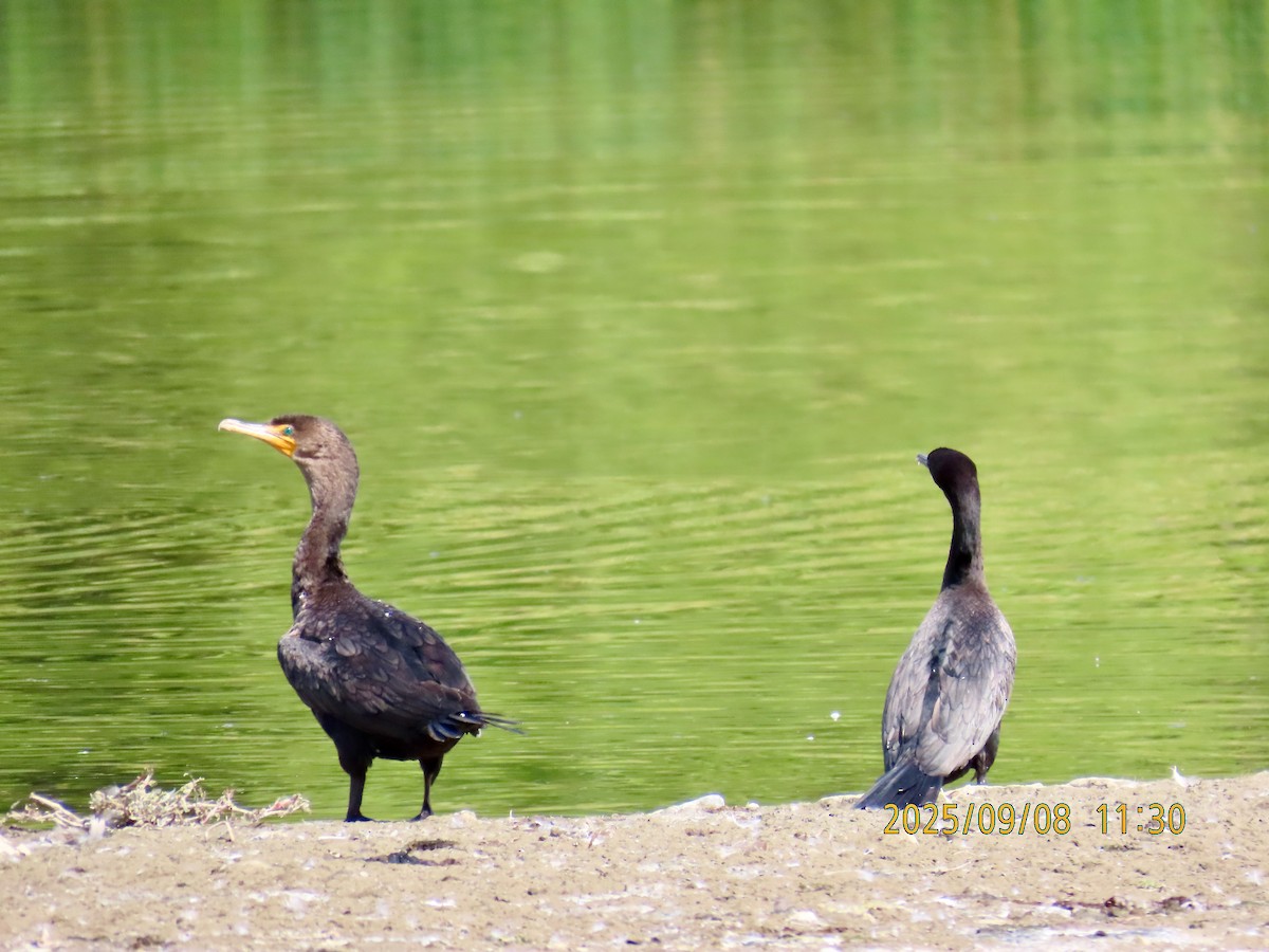 Neotropic Cormorant - ML641558707