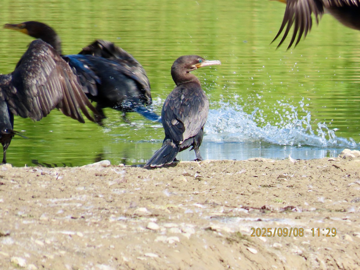 Neotropic Cormorant - ML641558708