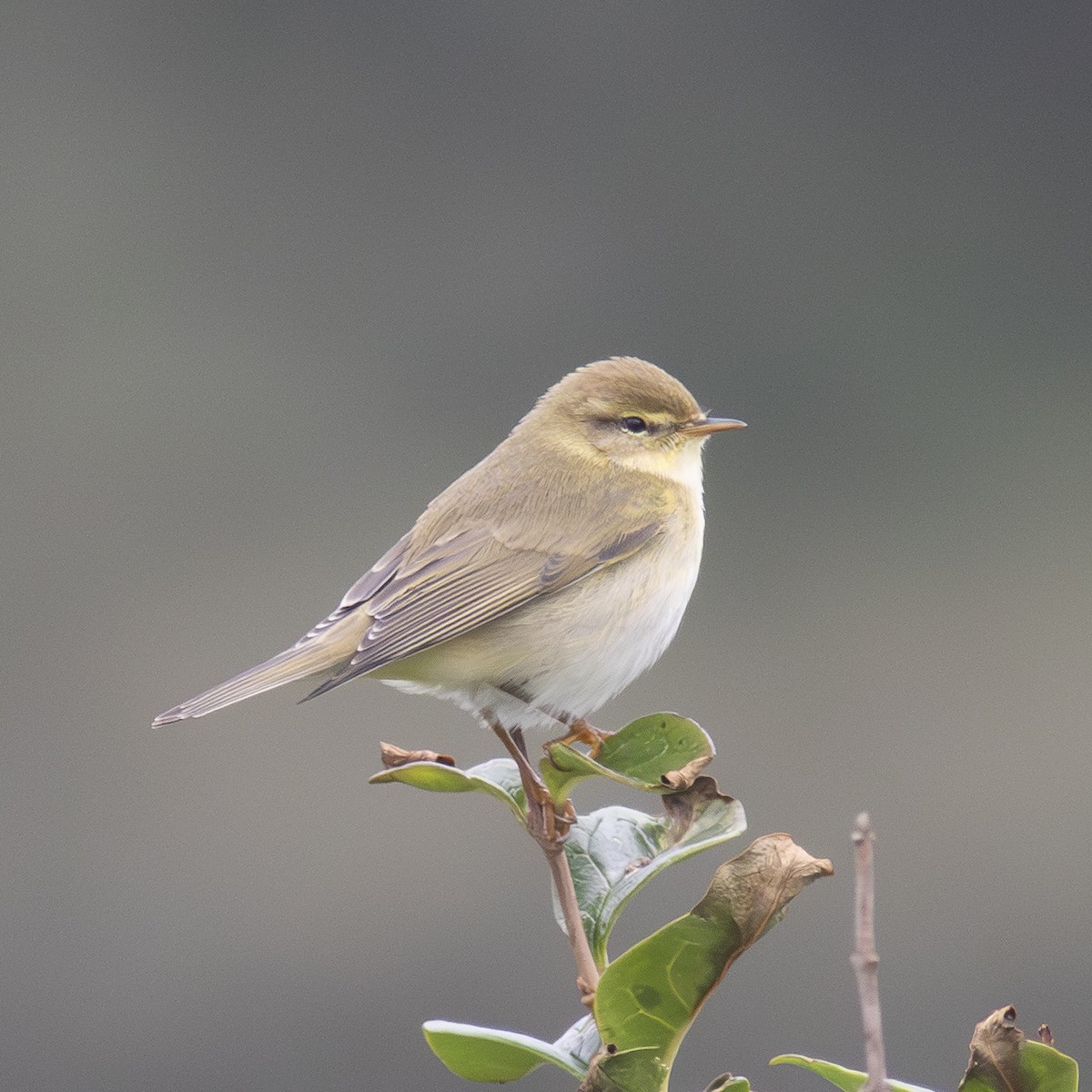 Willow Warbler - ML641558753