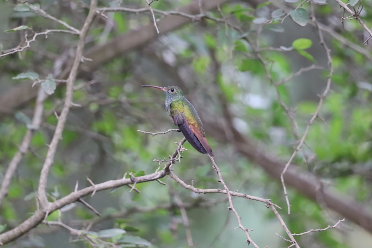 Buff-bellied Hummingbird - ML641558836