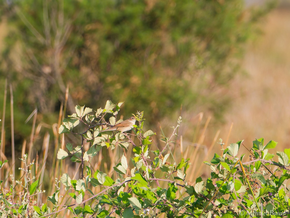 Greater Whitethroat - ML641558950