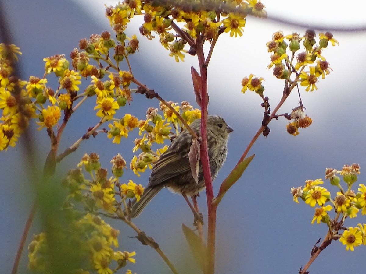 Plain-colored Seedeater - ML641558953