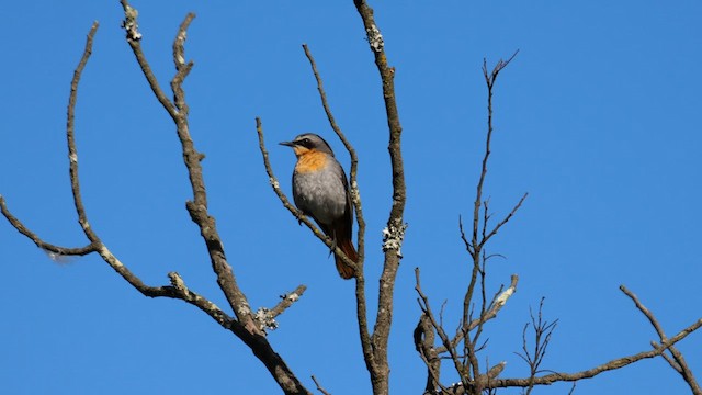 Cape Robin-Chat - ML641558975