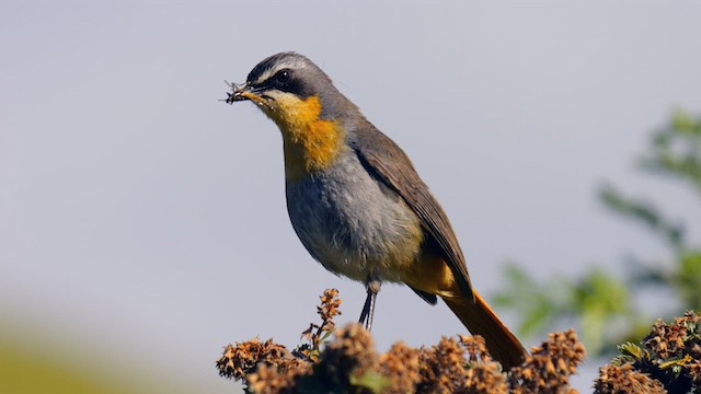 Cape Robin-Chat - ML641558977