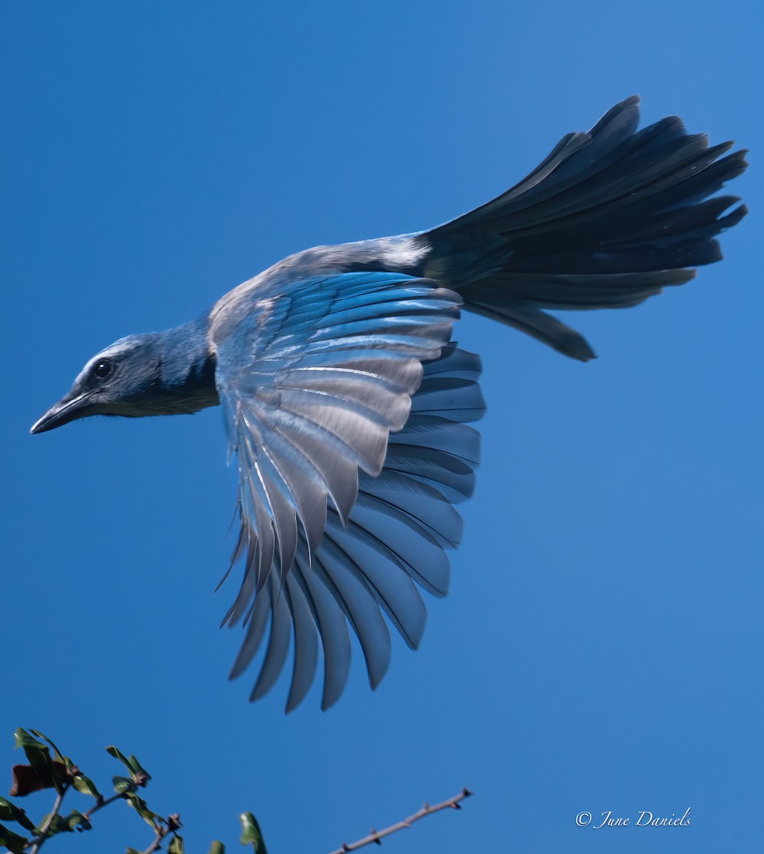 Florida Scrub-Jay - ML641559006