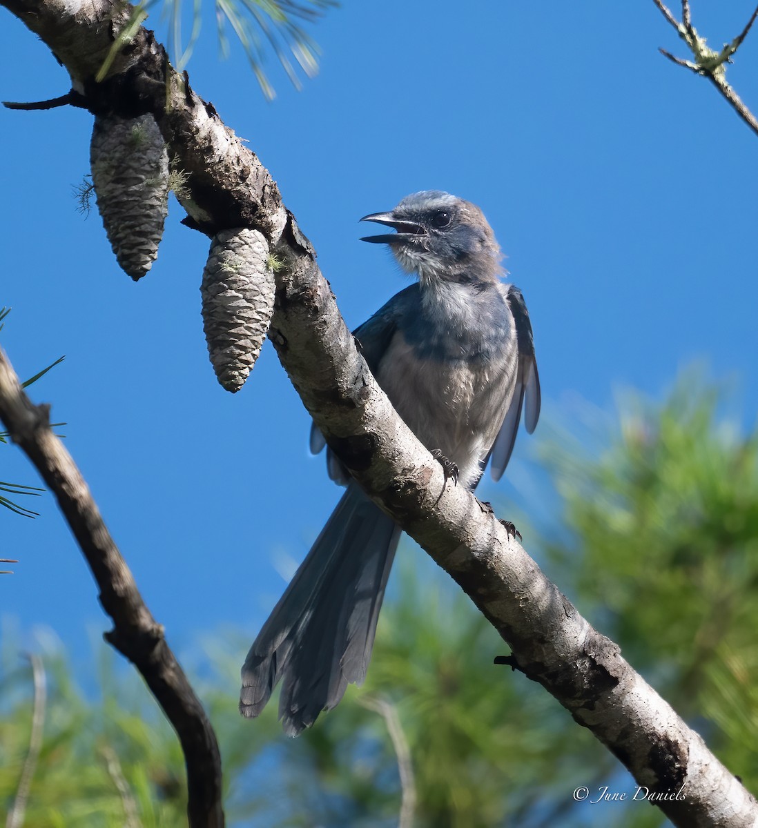 Florida Scrub-Jay - ML641559007