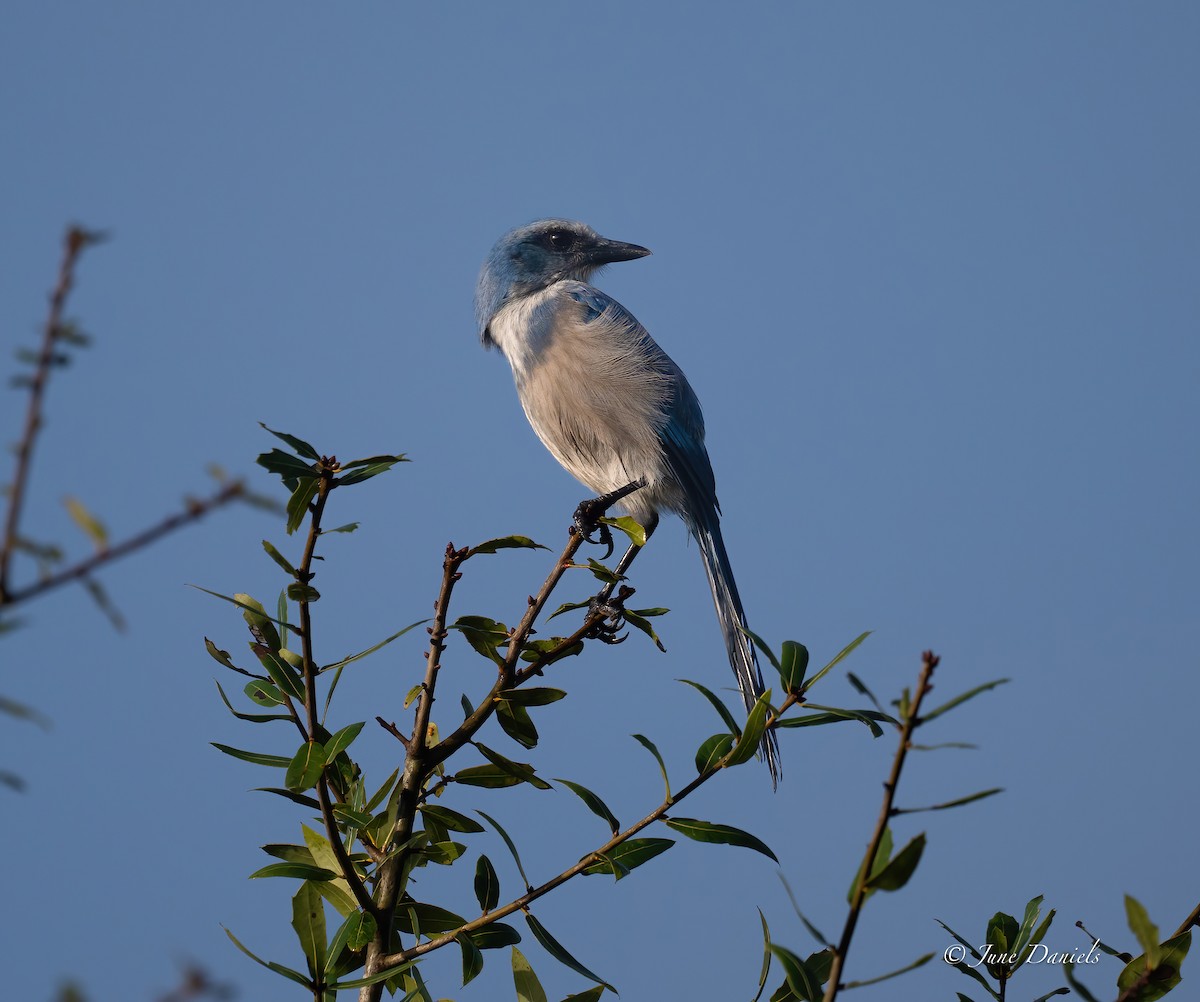 Florida Scrub-Jay - ML641559010