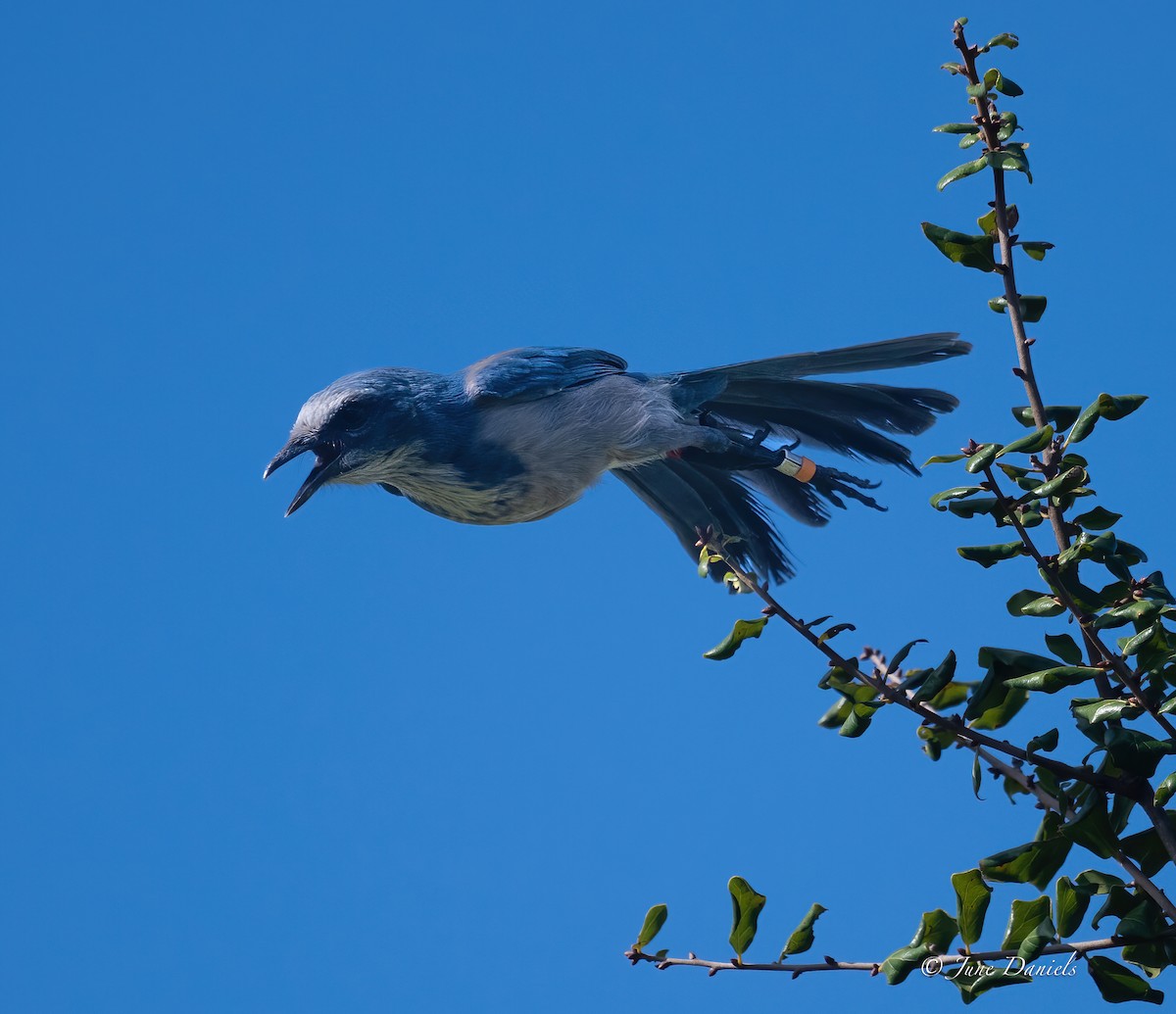 Florida Scrub-Jay - ML641559011