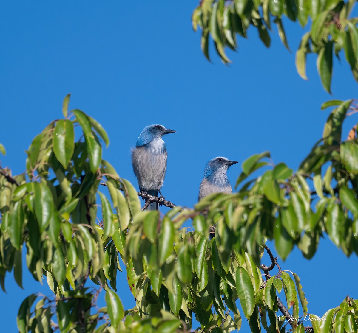 Florida Scrub-Jay - ML641559012