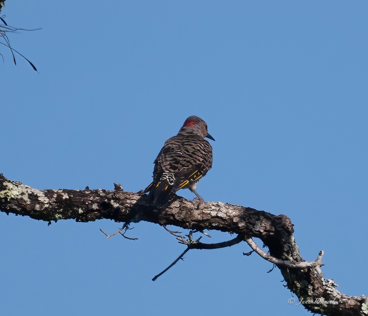 Northern Flicker (Yellow-shafted) - ML641559026