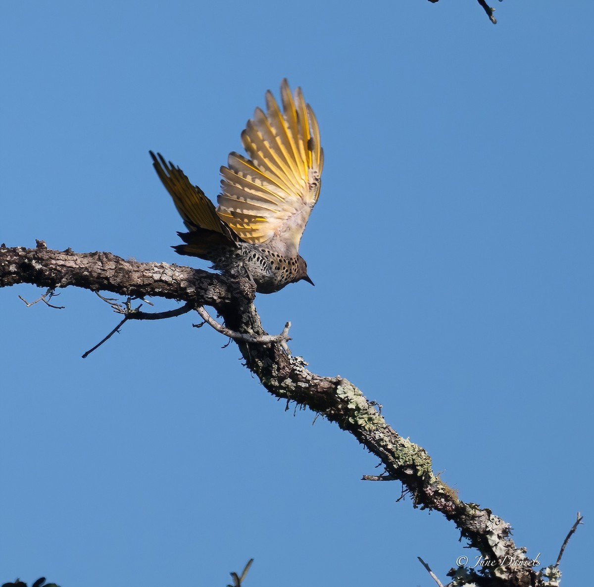 Northern Flicker (Yellow-shafted) - ML641559027