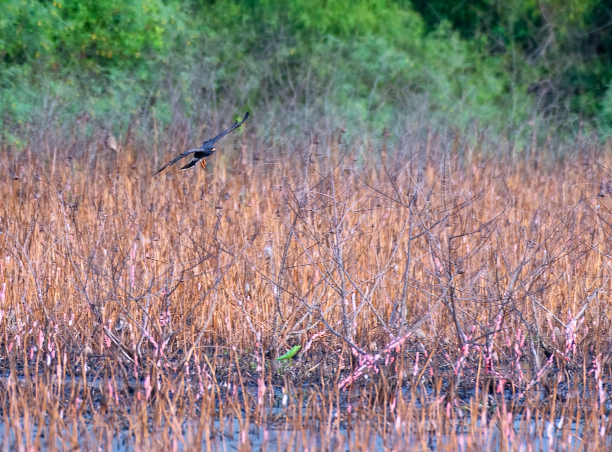 Snail Kite - ML641559045