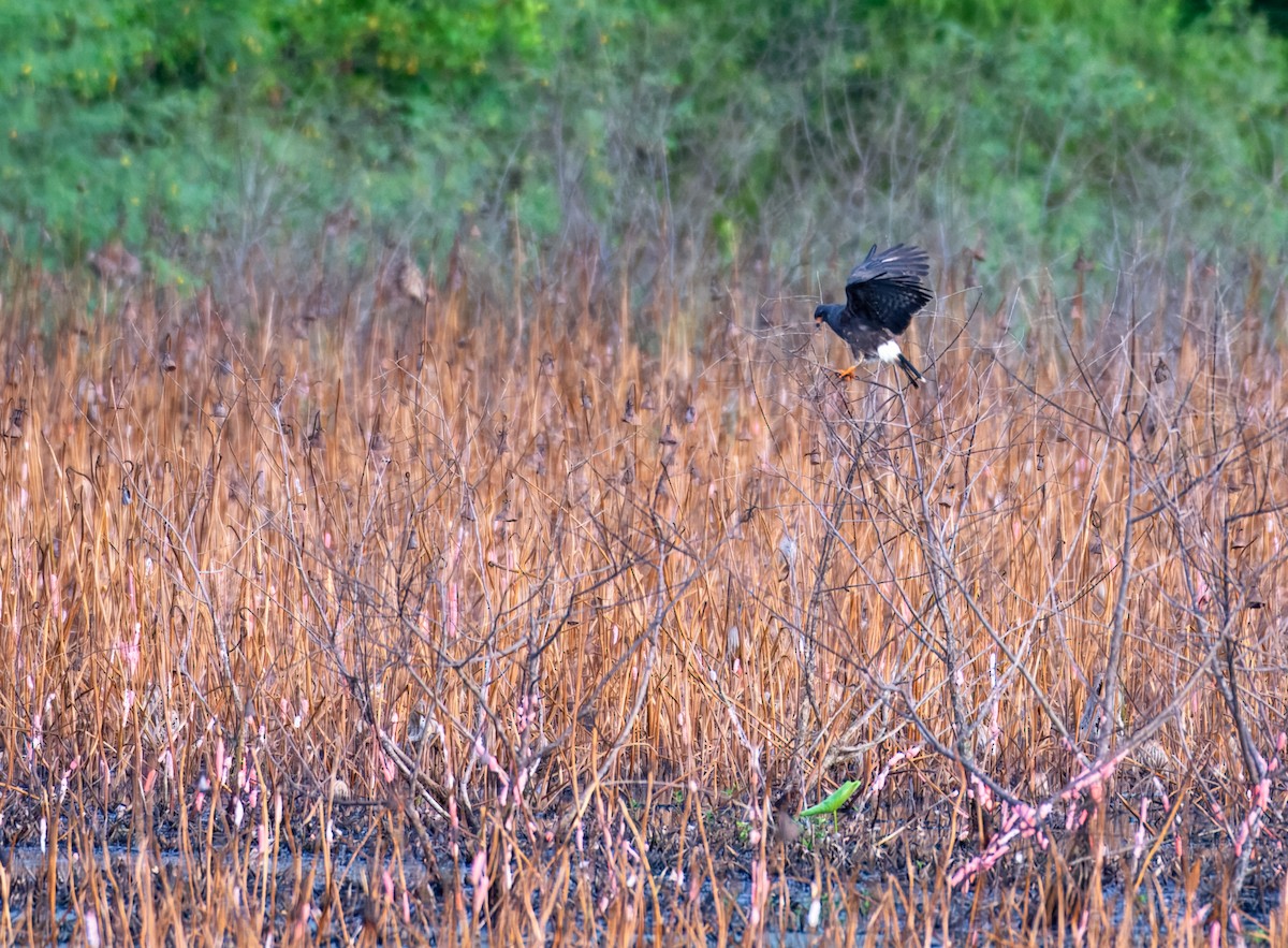 Snail Kite - ML641559046