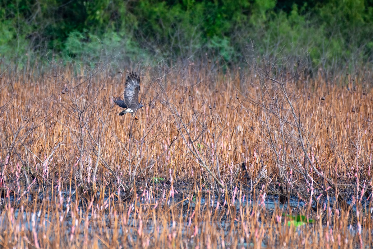 Snail Kite - ML641559047