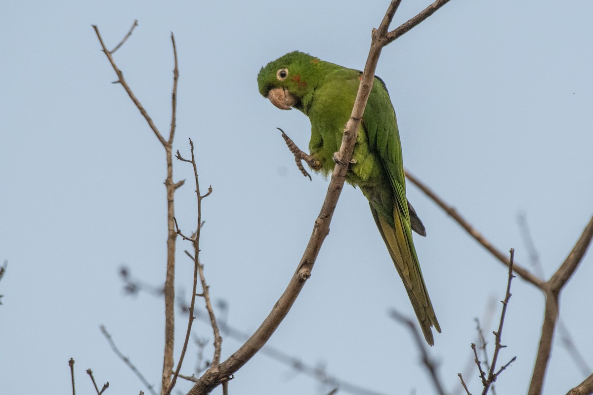 Aratinga Ojiblanca - ML641559070