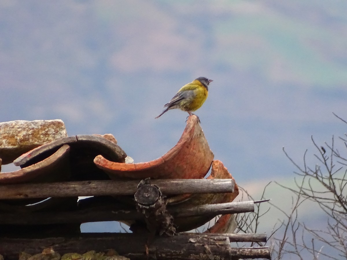 Peruvian Sierra Finch - ML641559078