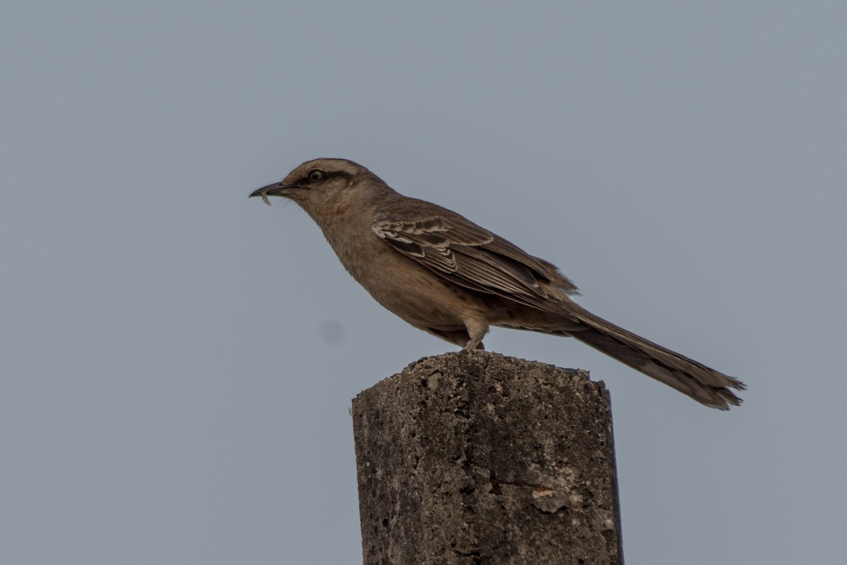 Sinsonte Calandria - ML641559090
