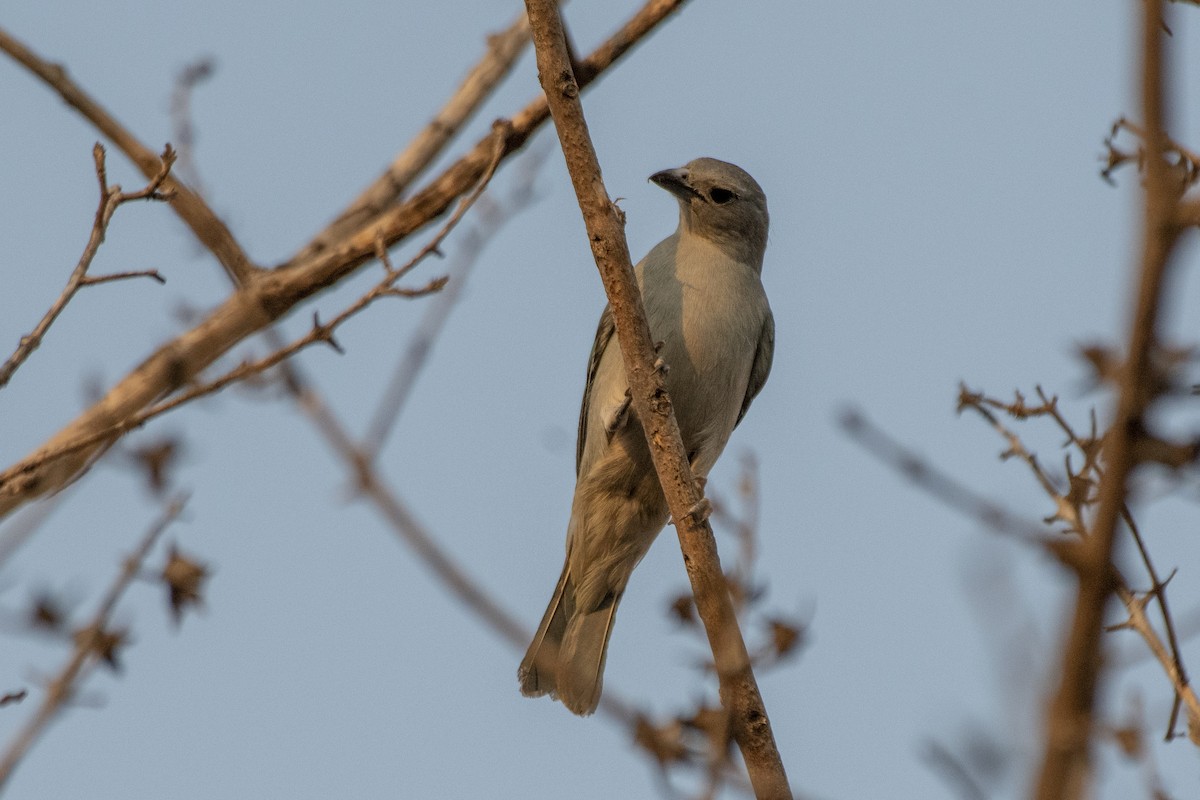 Tangara Sayaca - ML641559126