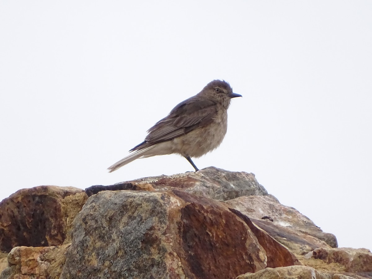 Black-billed Shrike-Tyrant - ML641559147
