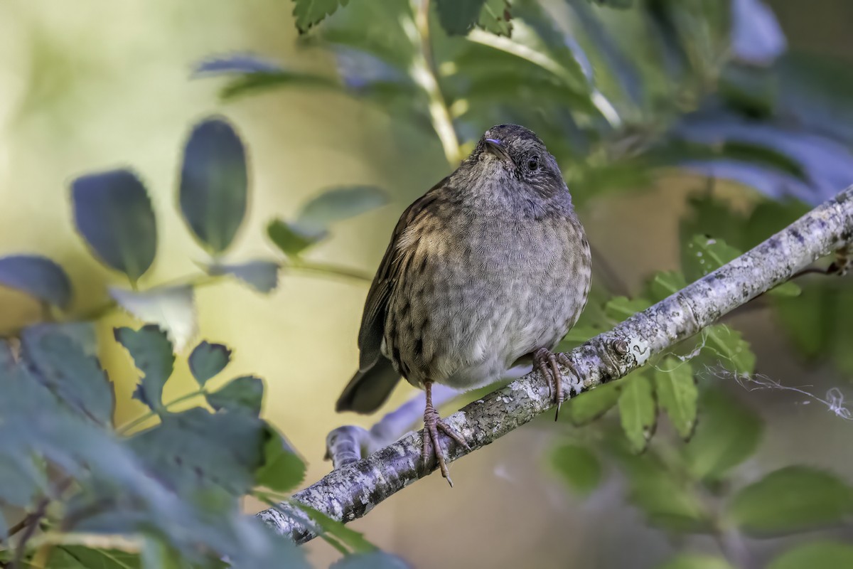 Passera scopaiola - ML641559159
