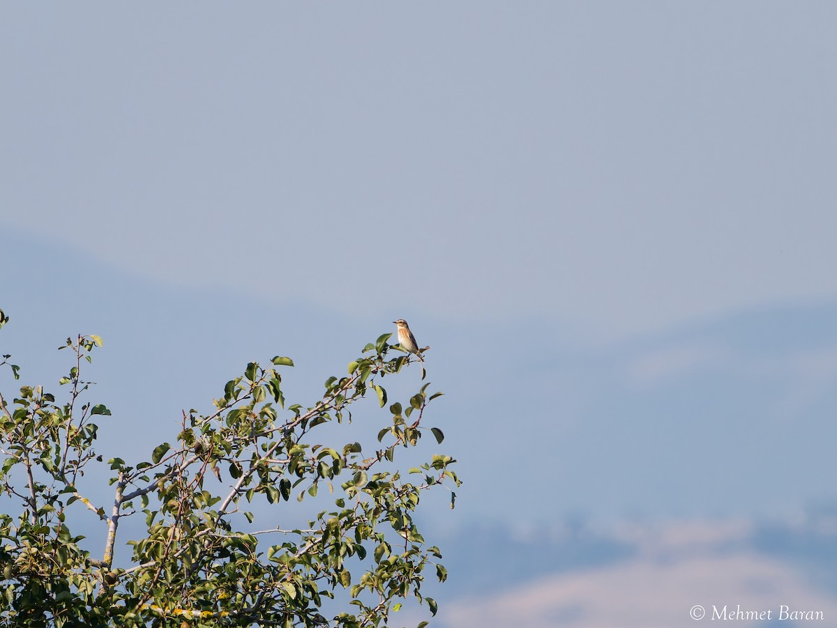 Whinchat - ML641559176