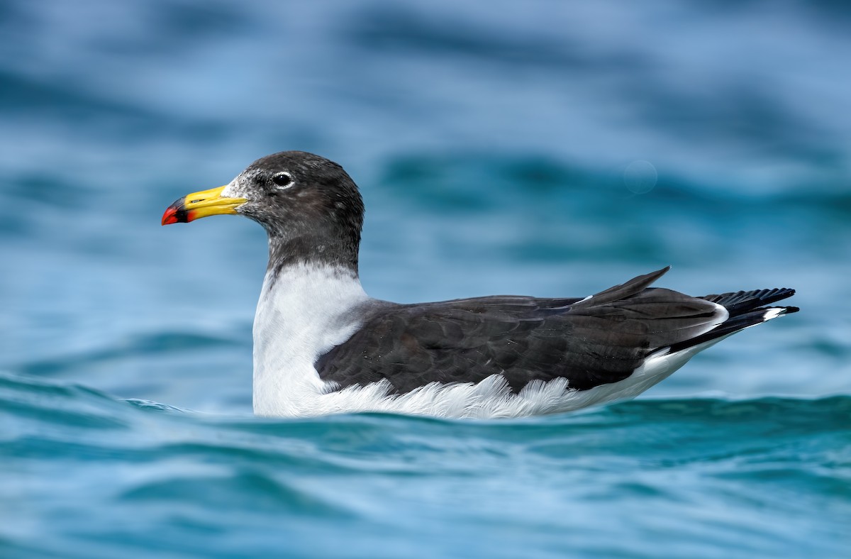 Belcher's Gull - ML641559179