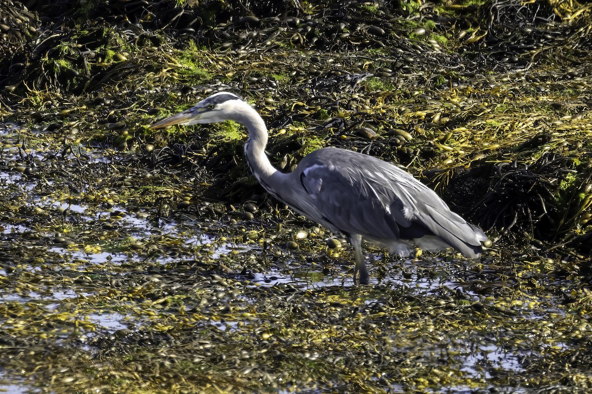 Gray Heron - ML641559219