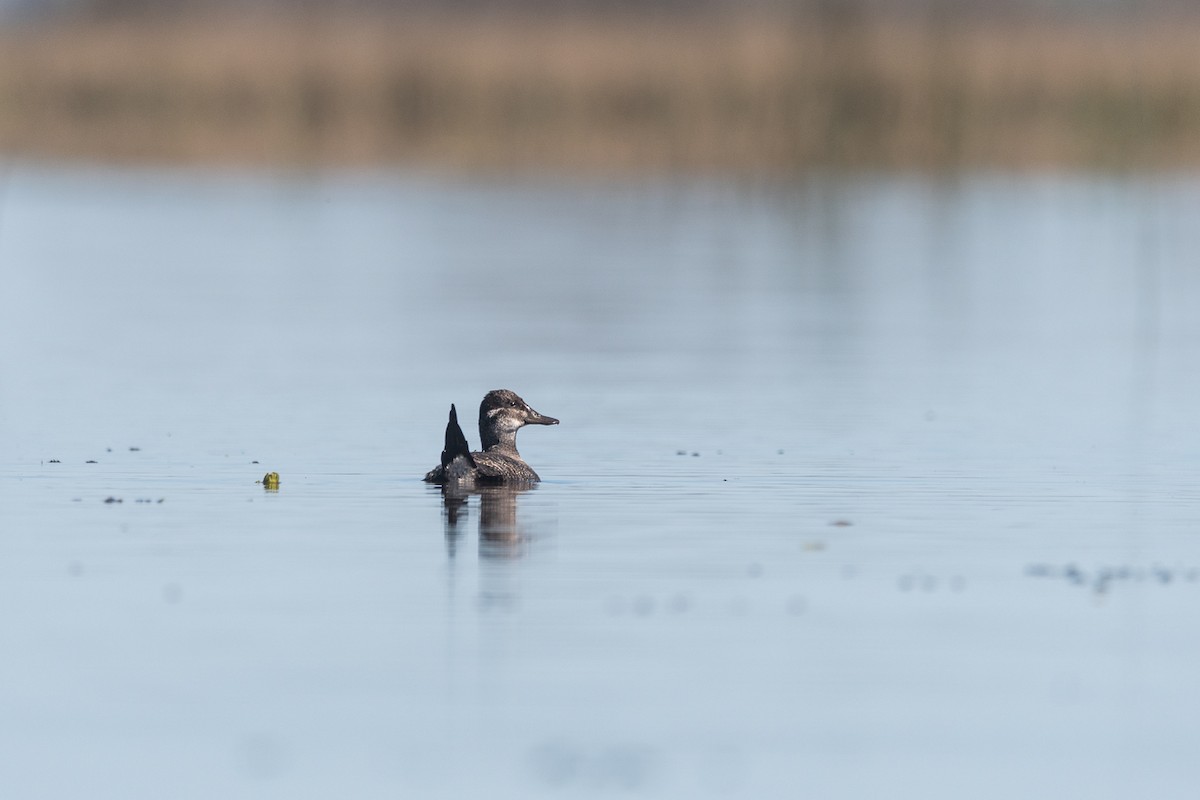 Lake Duck - ML641559220