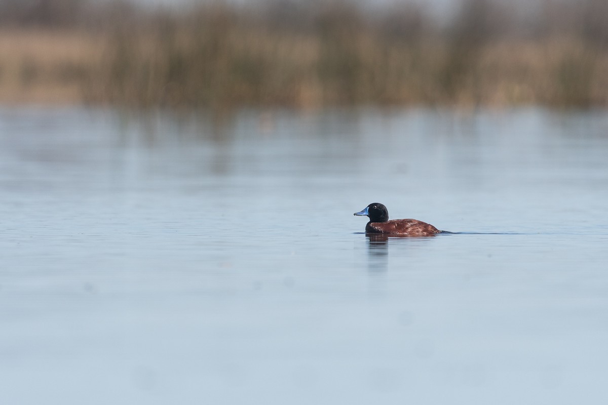 Lake Duck - ML641559221