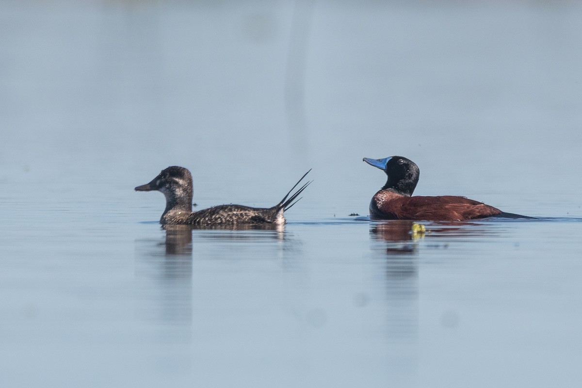 Lake Duck - ML641559222