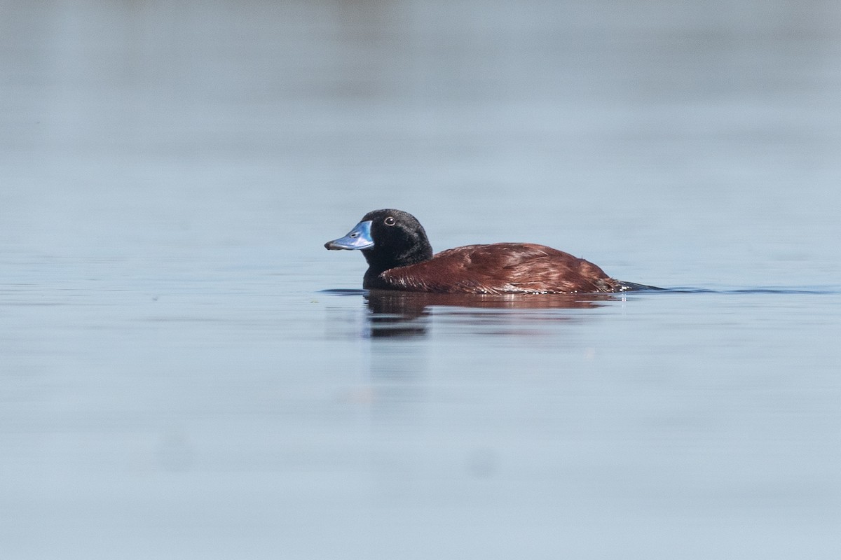 Lake Duck - ML641559223