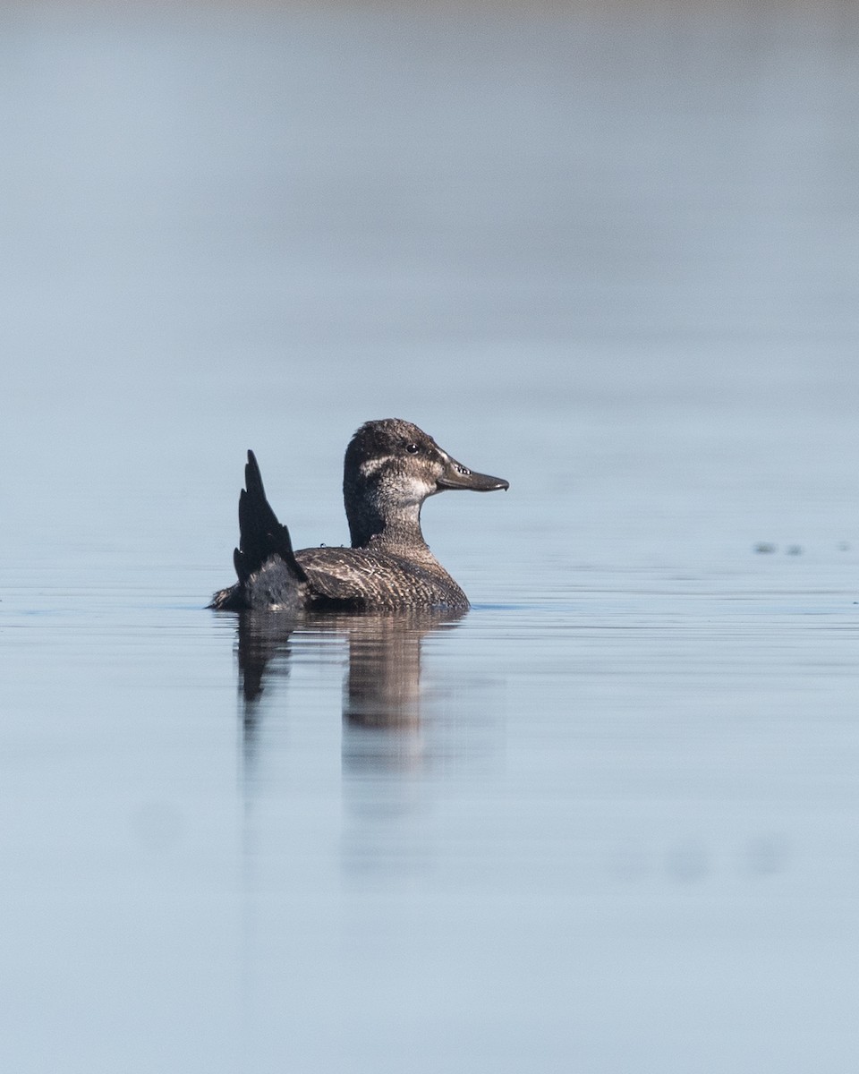 Lake Duck - ML641559224