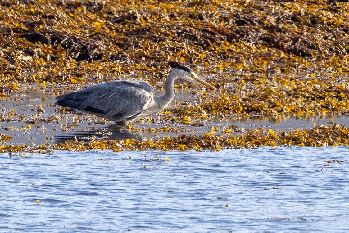 Gray Heron - ML641559230