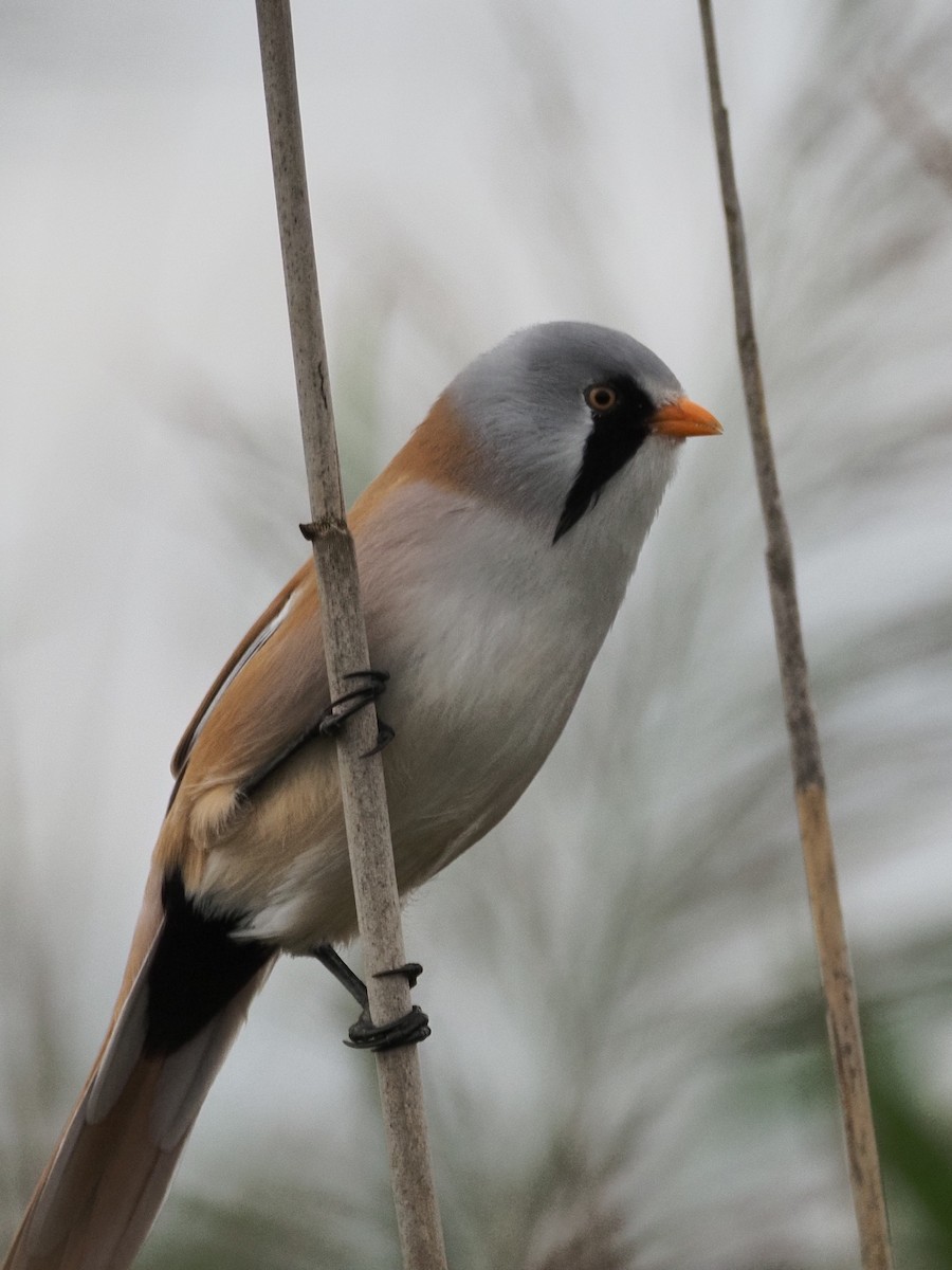 Bearded Reedling - ML641559231
